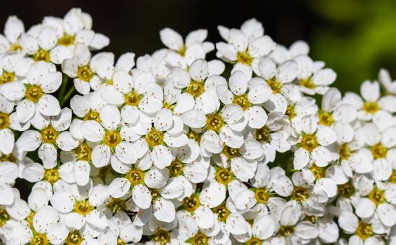 Thunberg Spirea (Spiraea Thunbergii) bush in blossom. Background of white flowers