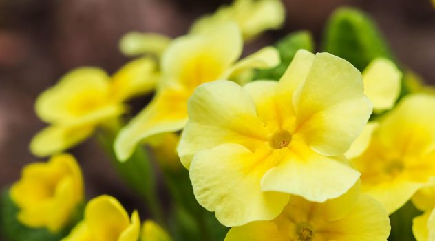 Blooming yellow primrose in the spring garden.