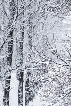 Snowing landscape, winter holiday concept - Fairytale fluffy snow-covered trees branches, nature scenery with white snow and cold weather. Snowfall in winter park. Soft focus