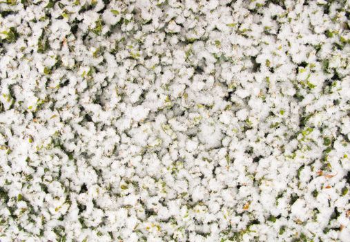 Freshly fallen snow on the leaves of the plant in the garden. Texture background Christmas time