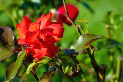 Red flower with green leaves in the sun