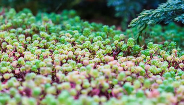 Green background with small sedum succulents in the garden. Nature backdrop, botanical concept