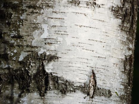 Fragment of a birch tree, close-up