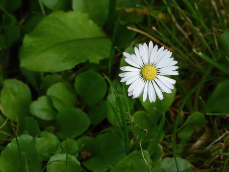 White daisy flower on green grass