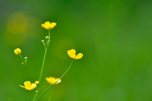 buttercups in a meadow with green blurred background