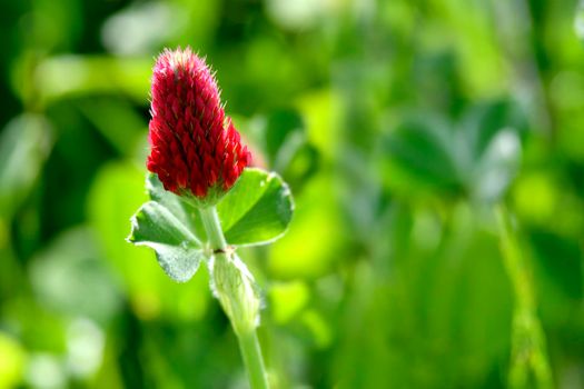 crimson clover with flower in spring in Germany