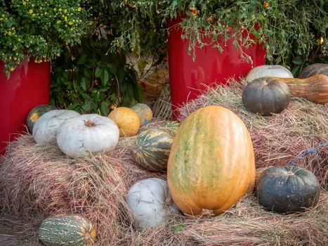 Autumn seasonal vegetables: orange, white and green pumpkins on the straw, with some small flowers and green leaves background