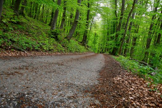 forest in springtime with first green leaves