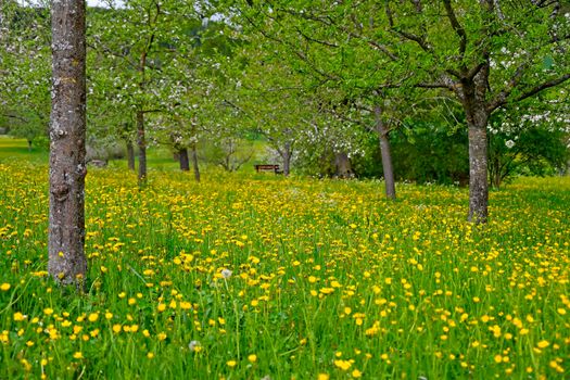 meadow with a lot of buttercups, trees and a park bench