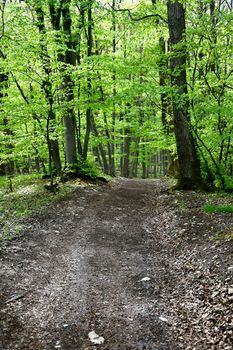 forest in springtime with first green leaves