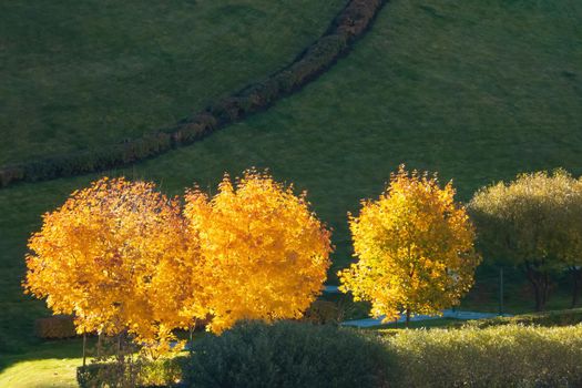 Autumn landscape. Green and yellow trees in the sun on the background of green hill