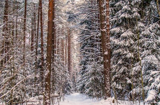 Cold winter day in the snow covered forest.