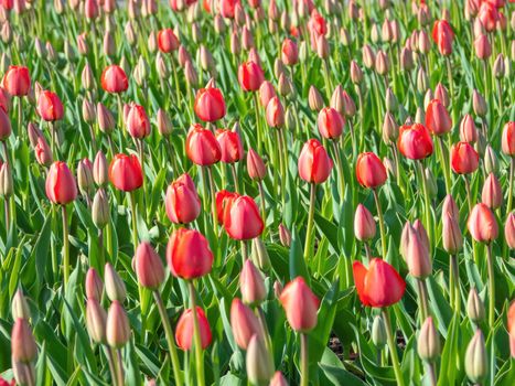 Flower bed with tulips with red buds ready to open, soft focus