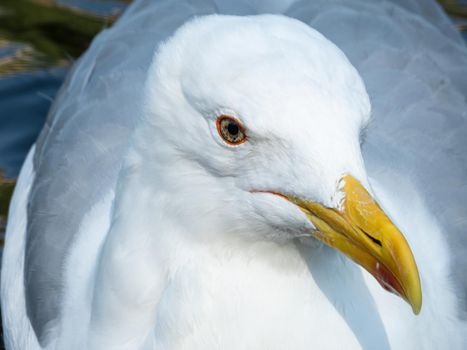 Seagull floats in the lake of a city park. Closeup view