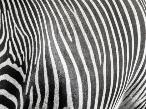 Zebra skin closeup. Natural black and white striped background