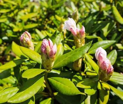 Opening of beautiful white flower of Rhododendron 'Cunningham's White' in the spring garden