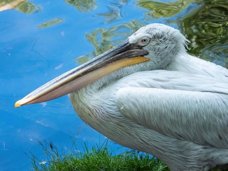 Dalmatian pelican (Pelecanus crispus) by the pond on a sunny day, close-up