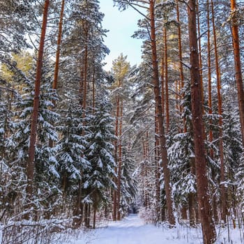 Snowy winter forest in a sunny day. Snow-covered trees on background of blue sky. High quality