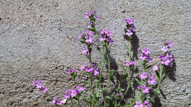 Small purple flowers grow near the wall of the house. Concrete background