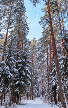 Snowy winter forest in a sunny day on a background of blue sky with jet's line. White snow path and a lot of thin snow-covered branches