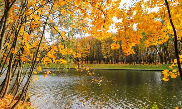 Bright yellow leaves on a maple by the river on a sunny autumn day