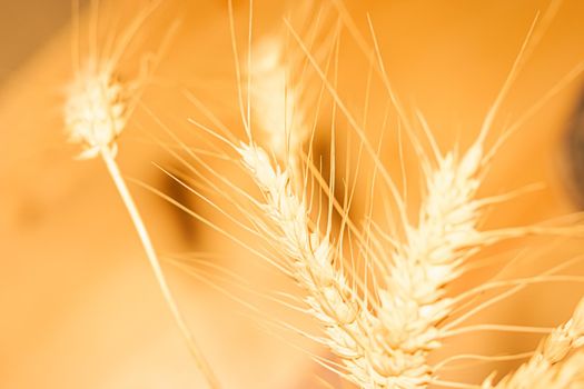 Abstract background of yellow wheat warm colors