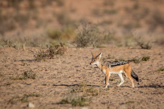 Black backed jackal walking in arid land in  Kgalagadi transfrontier park, South Africa ; Specie Canis mesomelas family of Canidae