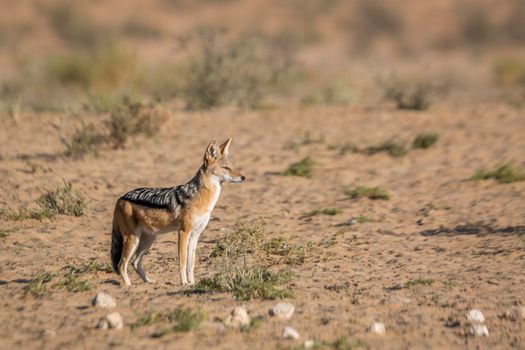 Black backed jackal walking in arid land in  Kgalagadi transfrontier park, South Africa ; Specie Canis mesomelas family of Canidae