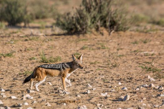 Black backed jackal walking in arid land in  Kgalagadi transfrontier park, South Africa ; Specie Canis mesomelas family of Canidae