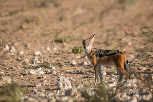 Black backed jackal standing in arid land in  Kgalagadi transfrontier park, South Africa ; Specie Canis mesomelas family of Canidae