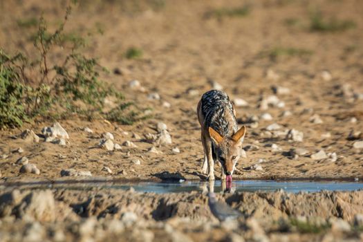 Black backed jackal drinking at waterhole in  Kgalagadi transfrontier park, South Africa ; Specie Canis mesomelas family of Canidae