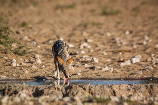 Black backed jackal drinking at waterhole in  Kgalagadi transfrontier park, South Africa ; Specie Canis mesomelas family of Canidae