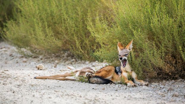Black backed jackal protecting his prey in Kgalagadi transfrontier park, South Africa ; Specie Canis mesomelas family of Canidae