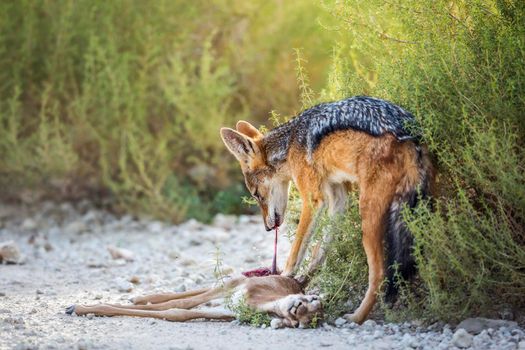 Black backed jackal eating his prey in Kgalagadi transfrontier park, South Africa ; Specie Canis mesomelas family of Canidae