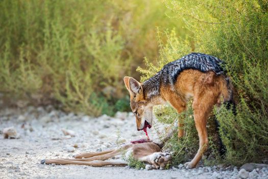 Black backed jackal eating his prey in Kgalagadi transfrontier park, South Africa ; Specie Canis mesomelas family of Canidae