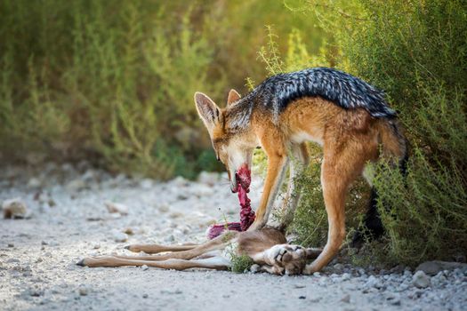 Black backed jackal eating his prey in Kgalagadi transfrontier park, South Africa ; Specie Canis mesomelas family of Canidae
