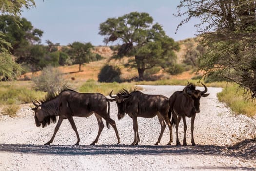 Three Blue wildebeest standing in dirt road in Kgalagadi transfrontier park, South Africa; Specie Connochaetes taurinus family of Bovidae