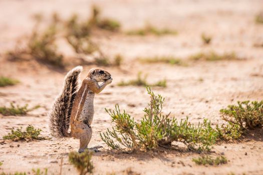 Cape ground squirrel eating seed in dry land in Kgalagadi transfrontier park, South Africa; specie Xerus inauris family of Sciuridae