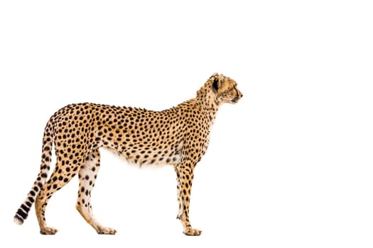 Cheetah isolated in white background in Kgalagadi transfrontier park, South Africa; Specie Acinonyx jubatus family of Felidae