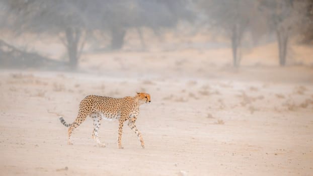 Cheetah walking in sand storm in Kgalagadi transfrontier park, South Africa; Specie Acinonyx jubatus family of Felidae