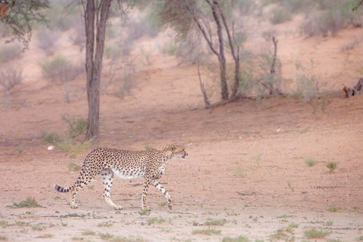 Cheetah walking in arid land in Kgalagadi transfrontier park, South Africa; Specie Acinonyx jubatus family of Felidae