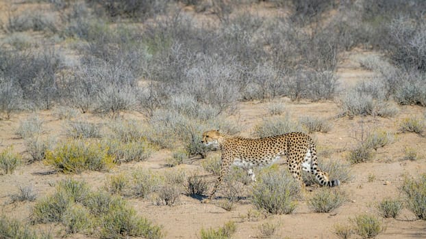 Cheetah walking in arid land in Kgalagadi transfrontier park, South Africa; Specie Acinonyx jubatus family of Felidae