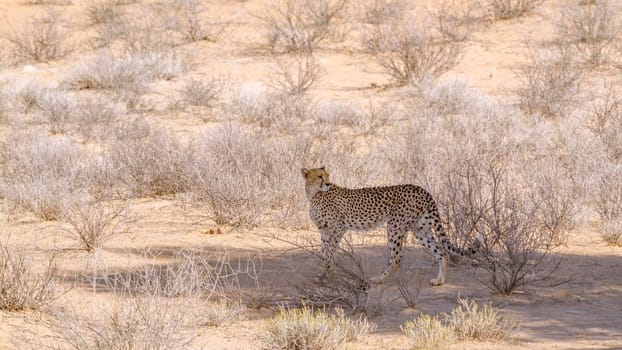 Cheetah standing in tree shadow in Kgalagadi transfrontier park, South Africa; Specie Acinonyx jubatus family of Felidae