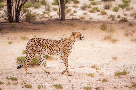 Cheetah walking in arid land in Kgalagadi transfrontier park, South Africa ; Specie Acinonyx jubatus family of Felidae