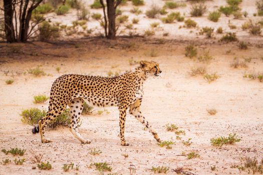 Cheetah walking in arid land in Kgalagadi transfrontier park, South Africa ; Specie Acinonyx jubatus family of Felidae