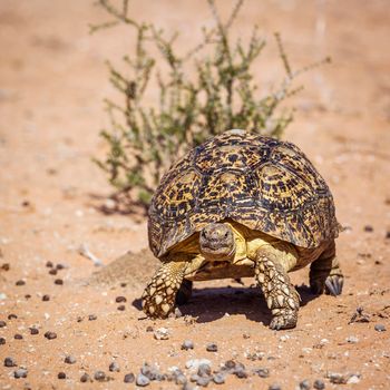 Leopard tortoise walking front view in dry land in Kgalagadi transfrontier park, South Africa ; Specie Stigmochelys pardalis family of Testudinidae