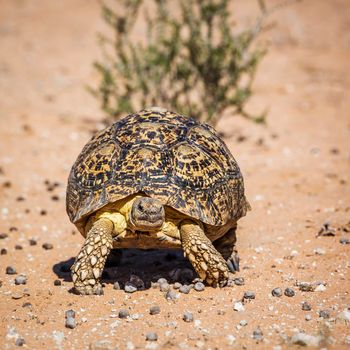 Leopard tortoise walking front view in dry land in Kgalagadi transfrontier park, South Africa ; Specie Stigmochelys pardalis family of Testudinidae