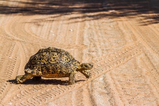Leopard tortoise crossing safari road in Kgalagadi transfrontier park, South Africa ; Specie Stigmochelys pardalis family of Testudinidae