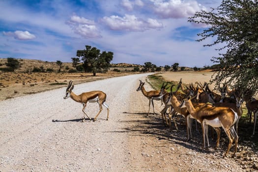 Springbok group standing in tree shadow on safari road in Kgalagari transfrontier park, South Africa ; specie Antidorcas marsupialis family of Bovidae