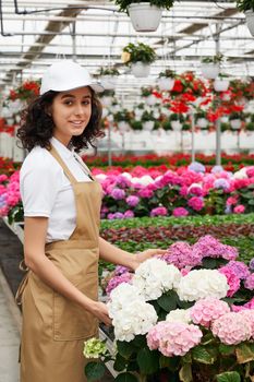 Charming female florist in white cap and beige apron examining quality of hydrangea at greenhouse. Young brunette controlling growth of plants at work. 